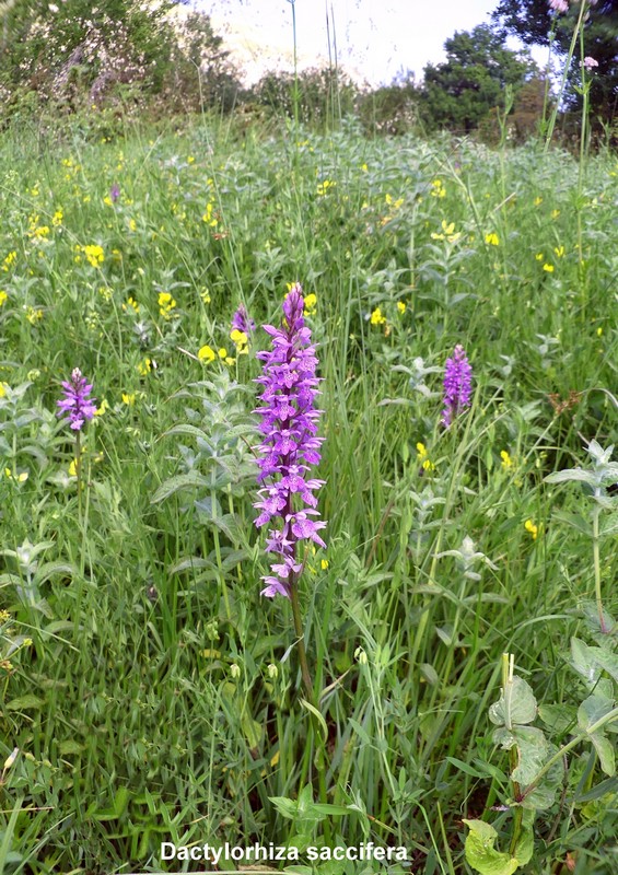 Le orchidee di Vallepietra nel Parco Naturale dei Monti Simbruini (Roma).